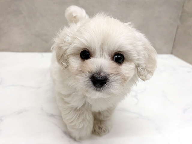 愛知県のペキプー(ペキニーズ×プードル) (ペッツファースト一宮店/2025年12月26日生まれ/男の子/クリーム)の子犬の1枚目の画像