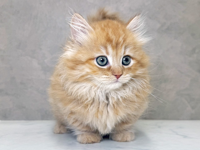 大阪府のミヌエット (ペッツファースト心斎橋本店/2025年12月26日生まれ/女の子/レッドタビー)の子猫