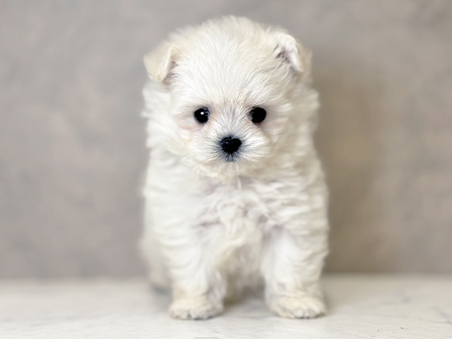 大阪府のポメマル/マルポメ(ポメラニアン×マルチーズ) (ペッツファースト心斎橋本店/2025年12月22日生まれ/女の子/クリームホワイト)の子犬