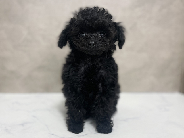 東京都のトイプードル(ティーカップ) (ペッツファースト池袋店/2025年12月17日生まれ/男の子/ブリンドル)の子犬の1枚目の画像