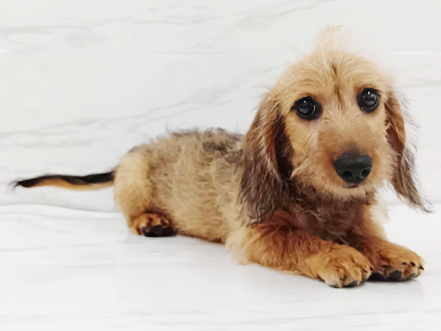 埼玉県のワイアーヘアードカニーヘンダックスフンド (ペッツファースト埼玉大井店/2025年12月21日生まれ/男の子/レッド)の子犬の1枚目の画像