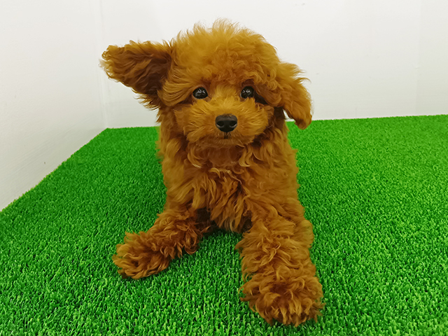 富山県のトイプードル(トイ) (ペッツファースト富山店/2025年12月26日生まれ/男の子/レッドフォーン)の子犬の1枚目の画像