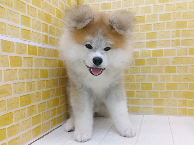 秋田犬, 性別 女の子, 誕生日 2025/12/21, 毛色 赤, 出身 徳島県, 店舗 長岡店(新潟県), お問い合わせ番号 100880050