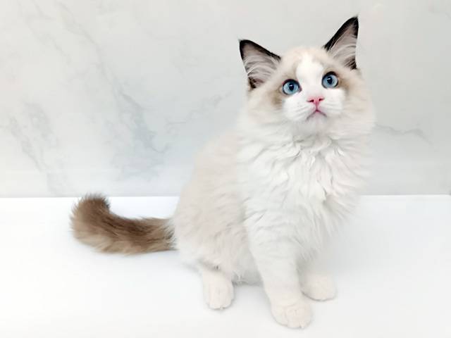 東京都のラグドール (ペッツファーストビバホーム豊洲店/2025年12月20日生まれ/男の子/シールポイントバイカラー)の子猫の1枚目の画像