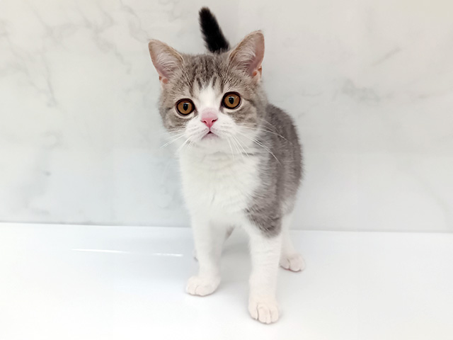 東京都のミヌエット (ペッツファーストビバホーム豊洲店/2025年12月23日生まれ/男の子/ブルータビーホワイト)の子猫の1枚目の画像