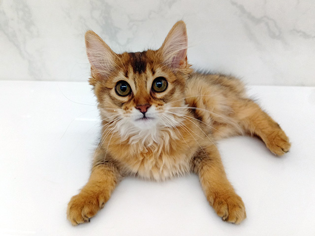 東京都のソマリ (ペッツファーストビバホーム豊洲店/2025年12月23日生まれ/女の子/ルディ)の子猫の1枚目の画像