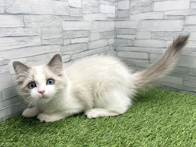神奈川県のラグドール (ペッツファースト横浜瀬谷店/2025年12月25日生まれ/女の子/ブルーポイントバイカラー)の子猫の1枚目の画像