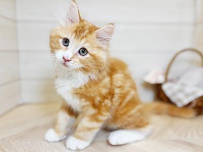 東京都のターキッシュアンゴラ (ペッツファースト昭島店/2025年11月21日生まれ/男の子/レッドタビーホワイト)の子猫の1枚目の画像