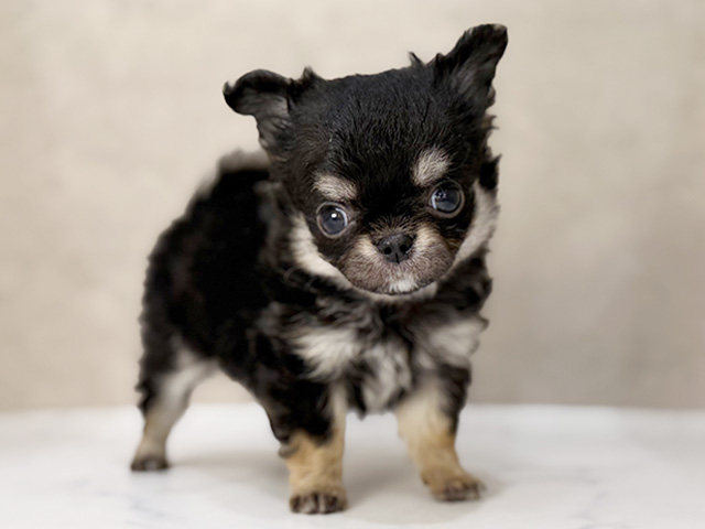 東京都のチワワ(ロング) (ペッツファーストららぽーと立川立飛店/2025年12月27日生まれ/男の子/ブラックタン)の子犬の1枚目の画像