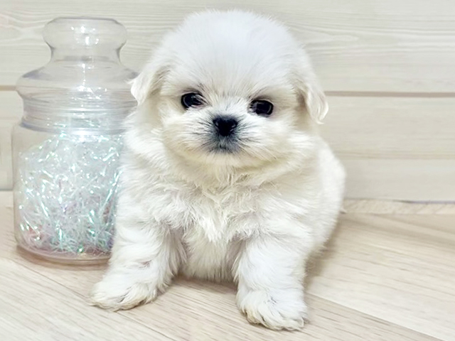 大阪府のペキシーズー/ペキズー(ペキニーズ×シーズー) (ペッツファーストららぽーと門真店/2025年12月27日生まれ/男の子/ホワイトクリーム)の子犬