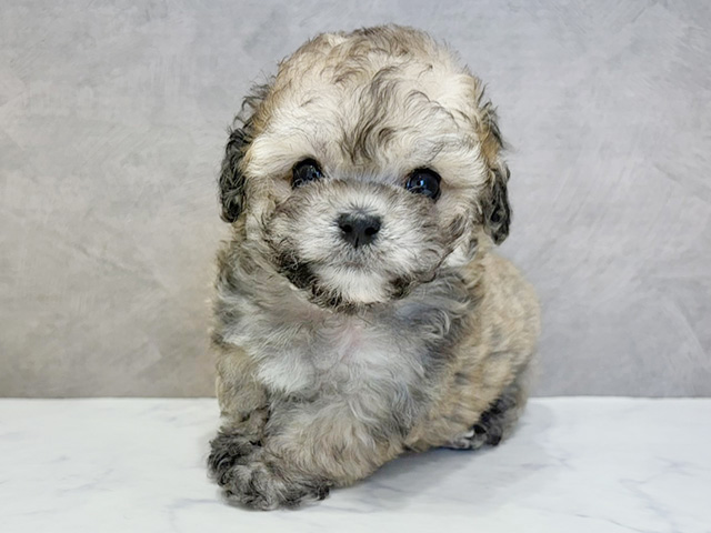 大阪府のトイプードル(ティーカップ) (ペッツファースト心斎橋本店/2025年12月27日生まれ/男の子/シルバーベージュ)の子犬の1枚目の画像