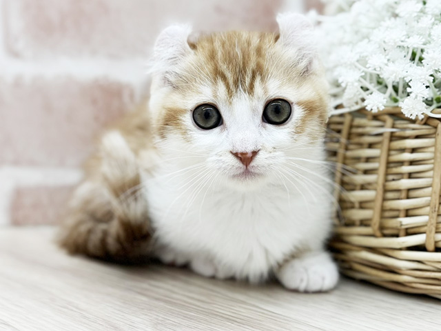 東京都のキンカロー (ペッツファーストfor cats武蔵小山店/2025年12月25日生まれ/女の子/レッドタビーホワイト)の子猫の1枚目の画像