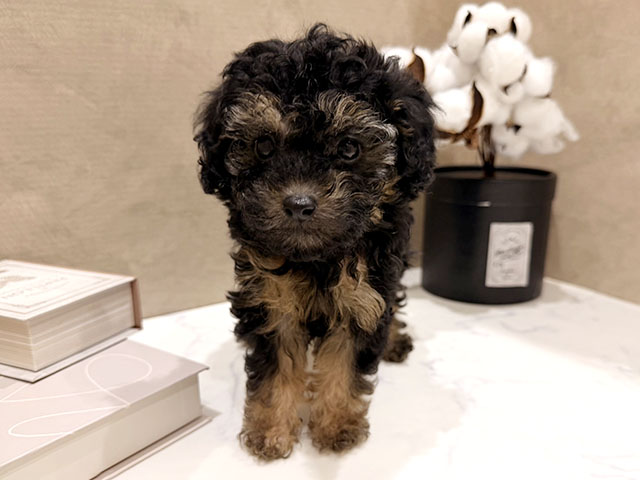 大阪府のトイプードル(トイ) (ペッツファースト難波店/2025年12月26日生まれ/女の子/ブラックタン)の子犬