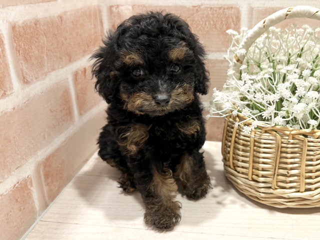 東京都のトイプードル(トイ) (ペッツファースト町田店/2025年12月26日生まれ/女の子/ブラックタン)の子犬の1枚目の画像