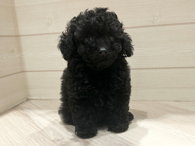 東京都のトイプードル(トイ) (ペッツファースト豊洲店/2025年12月26日生まれ/男の子/ブラック)の子犬の1枚目の画像