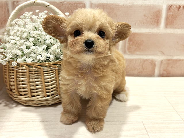 東京都のチワプー/プーチー(チワワ×プードル) (ペッツファースト町田店/2025年12月27日生まれ/男の子/アプリコット)の子犬
