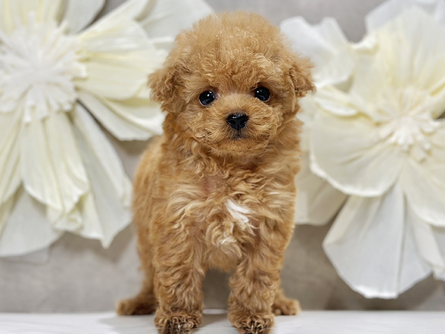 東京都のトイプードル(ティーカップ) (ペッツファースト原宿店/2025年12月27日生まれ/男の子/アプリコット)の子犬の1枚目の画像