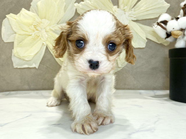 キャバリアキングチャールズスパニエル, 性別 男の子, 誕生日 2025/12/27, 毛色 ブレンハイム, 出身 茨城県, 店舗 神戸三宮センター街店(兵庫県), お問い合わせ番号 2510369