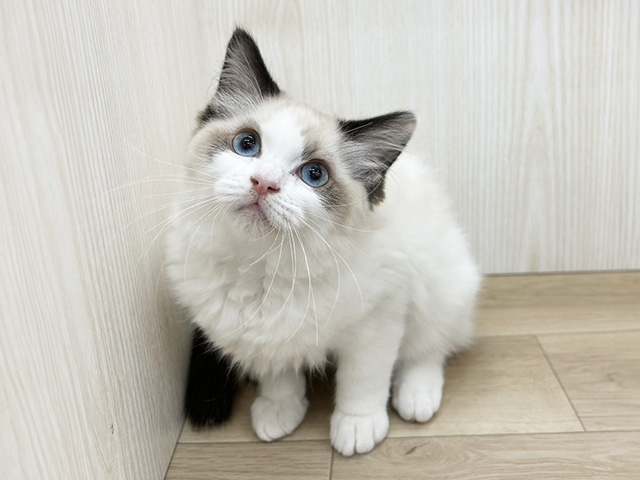 埼玉県のラグドール (ペッツファースト三郷店/2025年12月27日生まれ/女の子/シールポイントバイカラー)の子猫の1枚目の画像