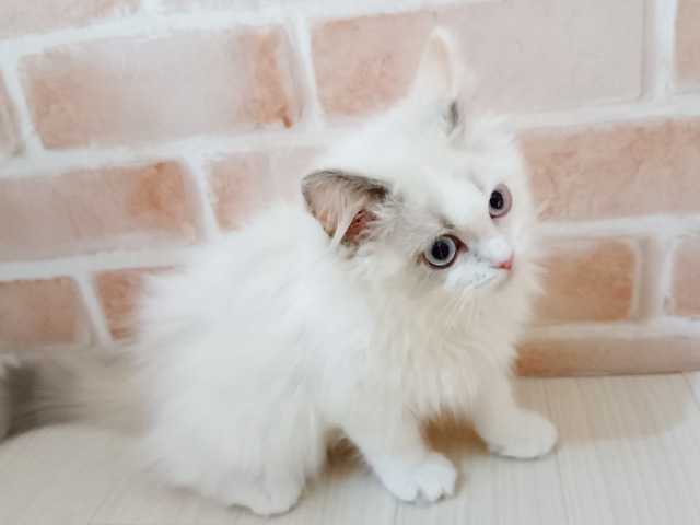 埼玉県のラグドール (ペッツファースト春日部店/2025年11月19日生まれ/女の子/トーティーポイントバイカラー)の子猫の1枚目の画像