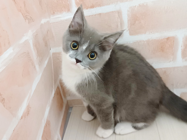 埼玉県のブリティッシュショートヘアー (ペッツファースト春日部店/2025年11月17日生まれ/男の子/ブルーホワイト)の子猫の1枚目の画像