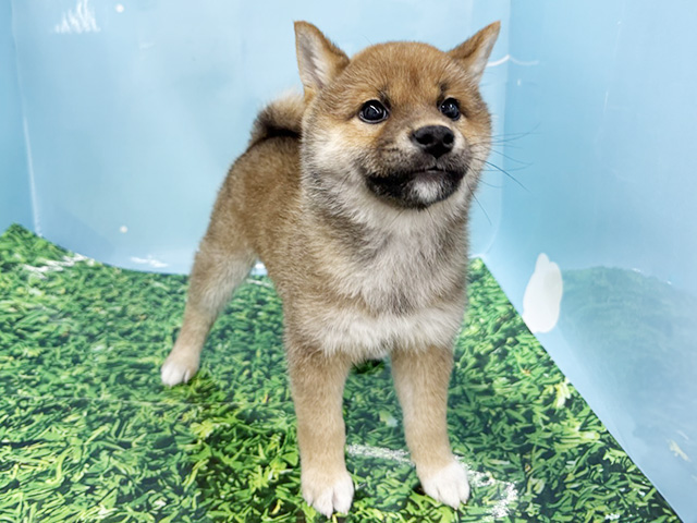 柴犬, 性別 女の子, 誕生日 2025/12/27, 毛色 赤, 出身 群馬県, 店舗 湘南平塚店(神奈川県), お問い合わせ番号 100841152