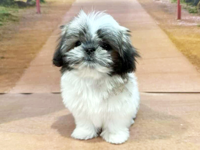 埼玉県のペキマル/マルペキ(ペキニーズ×マルチーズ) (ペッツファースト与野店/2025年12月28日生まれ/男の子/パーティーカラー)の子犬