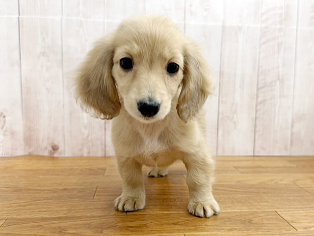 埼玉県のミニチュアダックスフンド(ロング) (ペッツファースト埼玉大井店/2025年12月28日生まれ/女の子/イエローダップル)の子犬の1枚目の画像