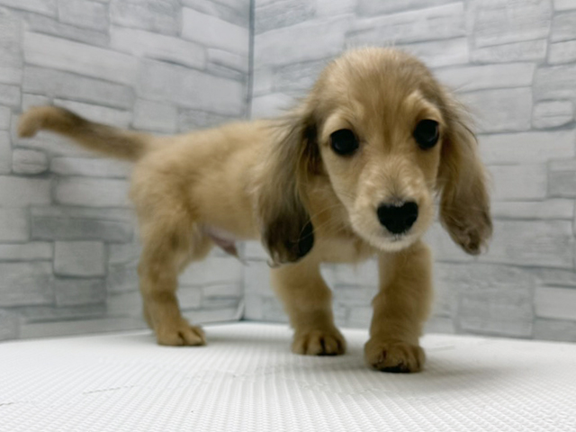 神奈川県のミニチュアダックスフンド(ロング) (ペッツファースト横浜瀬谷店/2025年12月28日生まれ/男の子/イエローダップル)の子犬の1枚目の画像