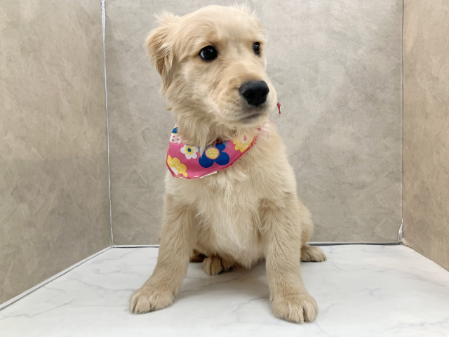 ゴールデンレトリーバー, 性別 女の子, 誕生日 2025/12/29, 毛色 ゴールデン, 出身 長崎県, 店舗 須坂店(長野県), お問い合わせ番号 100850507