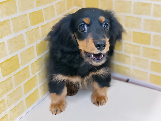 新潟県のカニンヘンダックスフンド(ロング) (ペッツファースト長岡店/2025年12月9日生まれ/男の子/ブラックタン)の子犬の1枚目の画像