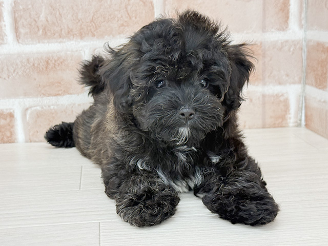 東京都のマルプー(マルチーズ×プードル) (ペッツファースト八王子多摩美大前店/2025年12月9日生まれ/女の子/ブリンドルホワイト)の子犬の1枚目の画像