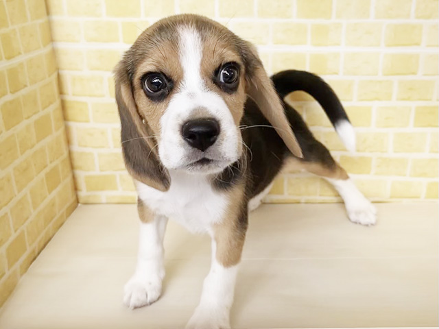 ビーグル, 性別 男の子, 誕生日 2025/12/21, 毛色 ブラックタンホワイト, 出身 埼玉県, 店舗 長岡店(新潟県), お問い合わせ番号 200019496