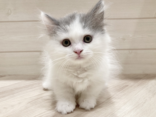 東京都のマンチカン (ペッツファースト豊洲店/2025年12月28日生まれ/男の子/ブルーホワイト)の子猫の1枚目の画像