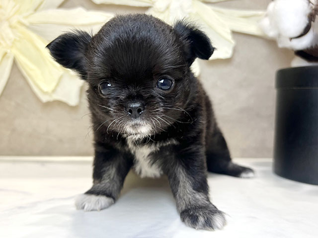 兵庫県のチワワ(ロング) (ペッツファースト神戸三宮センター街店/2025年12月29日生まれ/男の子/ブラックタンホワイト)の子犬の1枚目の画像