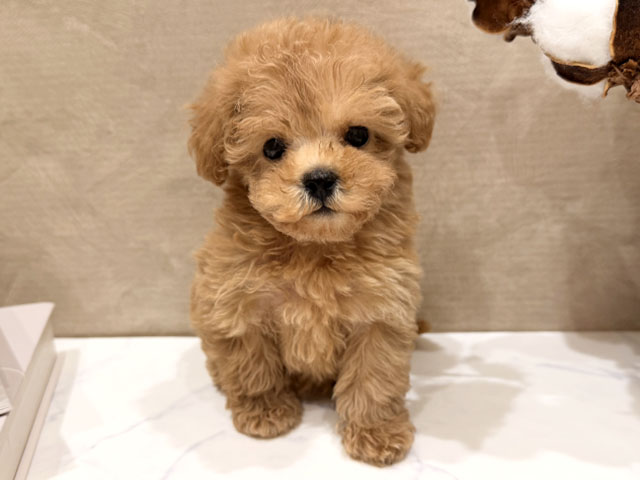 大阪府のトイプードル(タイニー) (ペッツファースト難波店/2025年12月27日生まれ/男の子/アプリコット)の子犬の1枚目の画像