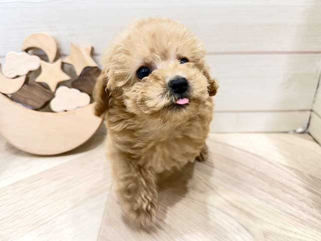 広島県のトイプードル(タイニー) (ペッツファースト広島府中店/2025年12月27日生まれ/男の子/アプリコット)の子犬の1枚目の画像