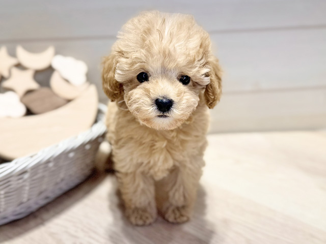 群馬県のトイプードル(タイニー) (ペッツファースト高崎店/2025年12月27日生まれ/女の子/アプリコット)の子犬の1枚目の画像