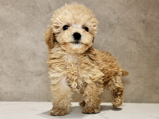 東京都のトイプードル(タイニー) (ペッツファースト神楽坂店/2025年12月27日生まれ/女の子/アプリコット)の子犬の1枚目の画像