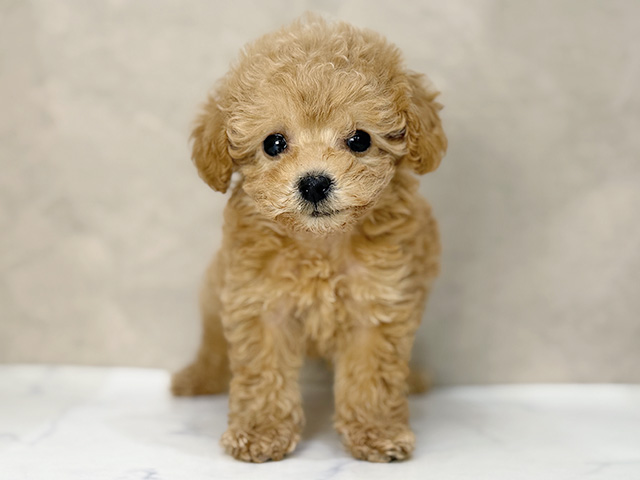 東京都のトイプードル(タイニー) (ペッツファーストららぽーと立川立飛店/2025年12月27日生まれ/女の子/アプリコット)の子犬の1枚目の画像