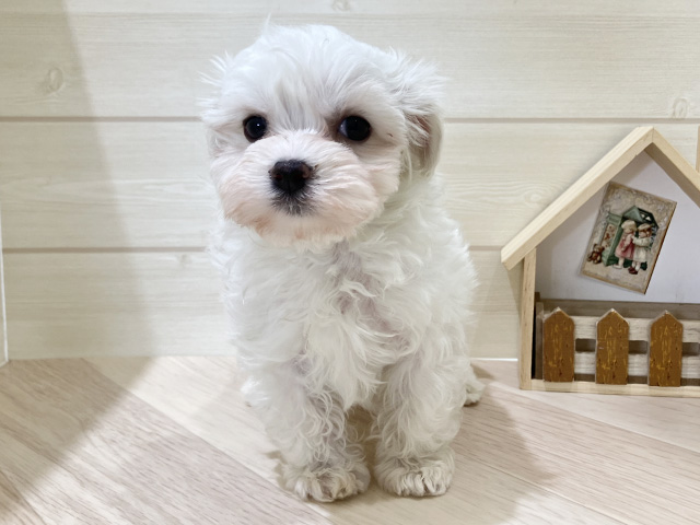 鳥取県のマルチーズ (ペッツファースト日吉津店/2025年12月27日生まれ/女の子/ホワイト)の子犬