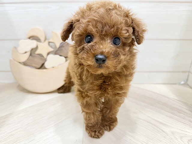広島県のトイプードル(タイニー) (ペッツファースト広島府中店/2025年12月29日生まれ/男の子/レッド)の子犬の1枚目の画像