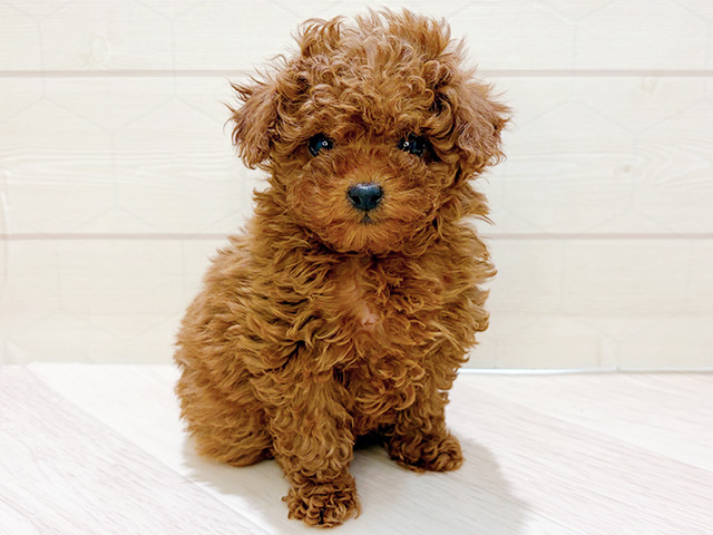 埼玉県のトイプードル(タイニー) (ペッツファーストレイクタウン店/2025年12月29日生まれ/女の子/レッド)の子犬