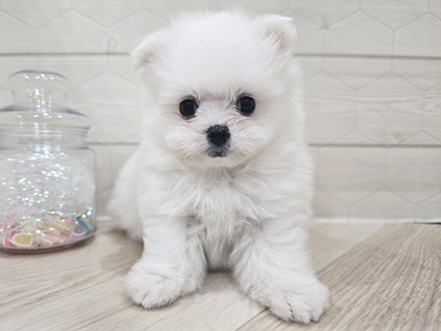 マルチーズミックス