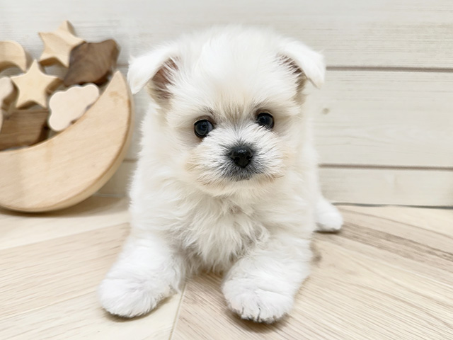 マルチーズミックス