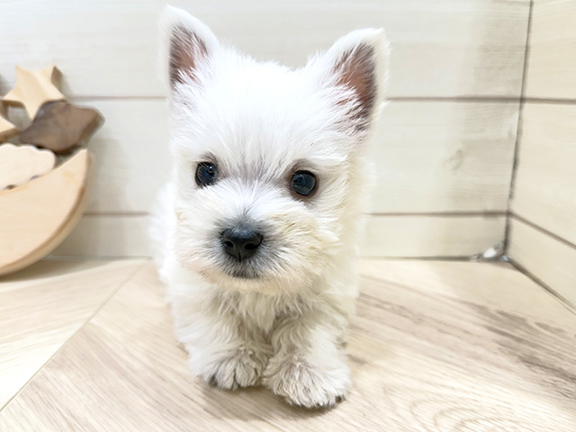 広島県のウエストハイランドホワイトテリア (ペッツファースト広島府中店/2025年12月29日生まれ/男の子/ホワイト)の子犬