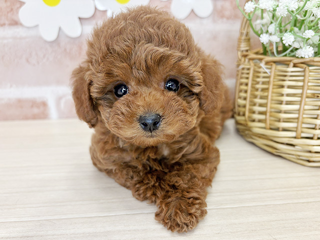 鹿児島県のトイプードル(タイニー) (ペッツファースト鹿児島店/2025年12月28日生まれ/女の子/レッド)の子犬の1枚目の画像