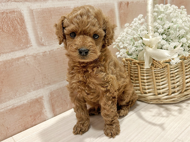 東京都のトイプードル(タイニー) (ペッツファースト町田店/2025年12月28日生まれ/男の子/レッド)の子犬