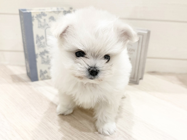 愛知県のポメマル/マルポメ(ポメラニアン×マルチーズ) (ペッツファースト岡崎店/2025年12月27日生まれ/女の子/クリーム)の子犬の1枚目の画像