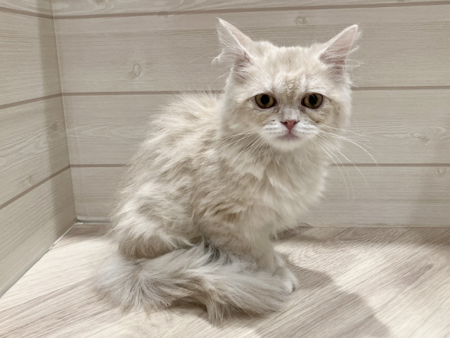 東京都のラガマフィン (ペッツファースト豊洲店/2025年12月1日生まれ/男の子/クリームタビー)の子猫の1枚目の画像